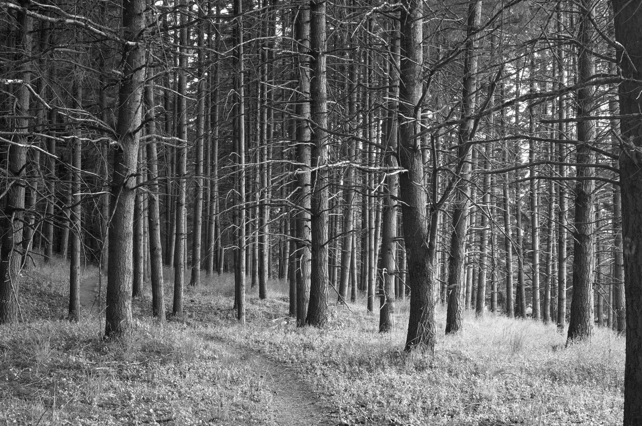 Hospital Forest Hospital Forest