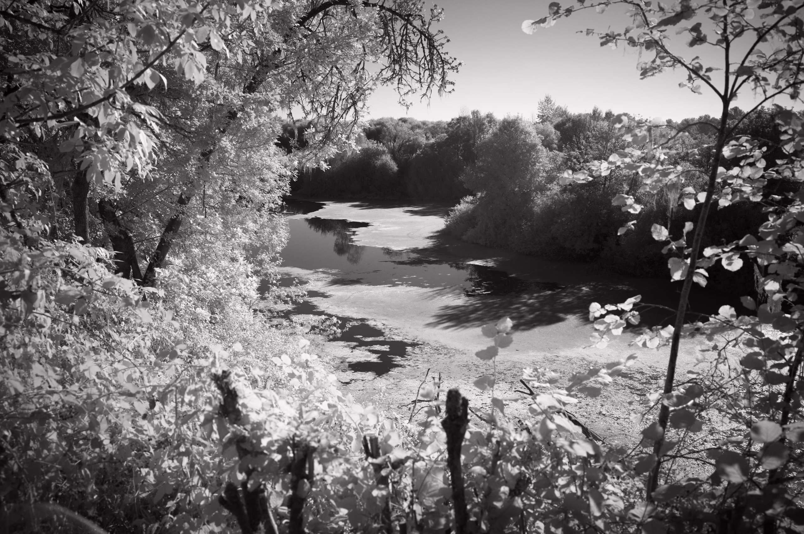 Booneville Channel in Corvallis, Oregon. Shot in infrared.